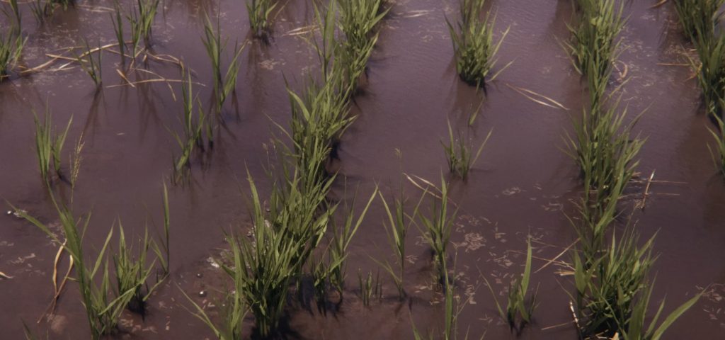 Reis- und Spinatanbau im Landwirtschafts-Simulator 25 